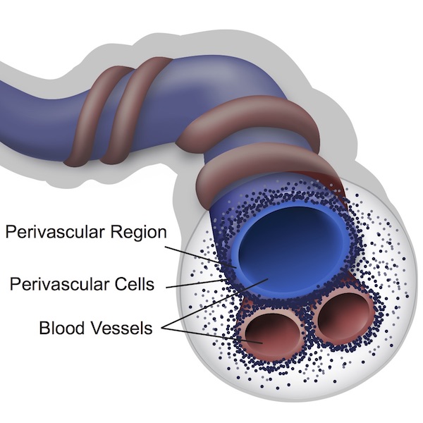 Stem cell research